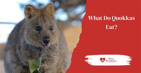 how do you say quokkas.